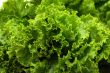 Lettuce close-up