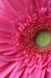 pink flower. pink gerbera