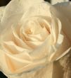 white rose after rain