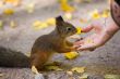 squirrel and hand