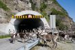 deers in tunnel