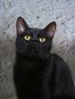 Black cat
