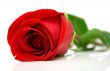 Red rose 2