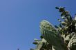 Cactus plant and blue sky