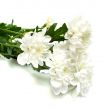 white flowers