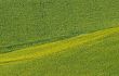 Marche (Italy) - Field of sunflowers