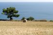 Conero - Cultivated coast