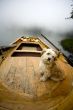 dog in boat