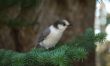 Grey Jay