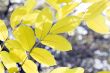 yellow leaves, shallow focus