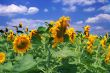 amazing sunflower and blue sky background