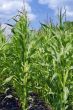 corn in field on the blue sky
