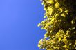 yellow leaves on a background of the dark blue sky