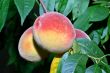 Peach Tree