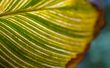 Green leaf with veins. Creative nature.