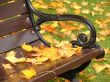 Park bench in autumn close up