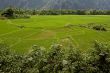 Rice field in Laos, Vang Vieng