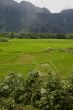 Rice field in Laos, Vang Vieng