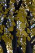 Yellow Ginkgo tree in Fall Season