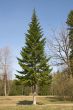 Fir-tree