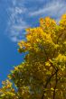 Autumn maple