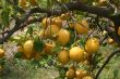 Large lemons