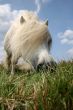 White hungry pony