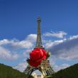 Red rose in front of the Eiffel Tower