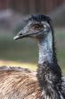 Black Emu