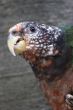 Green parrot closeup