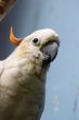 Citron-crested cockatoo