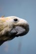 Curious cockatoo