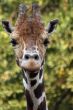 Giraffe portrait