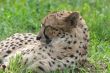 Resting cheetah