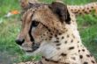 Curious cheetah