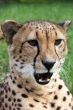 Angered cheetah