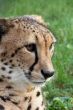 Tame cheetah