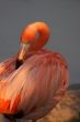 Flamingo cleaning feathers