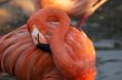 Sleeping flamingo