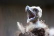 Screaming vulture