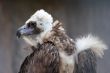 Eurasian Black Vulture