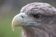 Eagle portrait