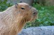 Feeding capybara