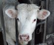 Cow or the bull-calfe on a farm in the French village
