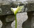 Flower calla against a stone protection of city manor
