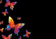 bright butterfly