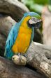 splendid parrot in the wilderness