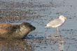 Seal and sea gull at the beach of Helgoland