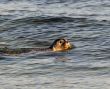 Young cute seal at the beach of Helgoland