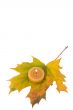 maple leaf